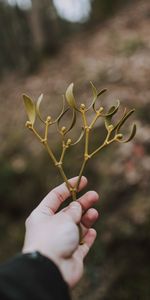 Leaves,Miscellanea,Branch,Stem,Stalk,Hand,Miscellaneous