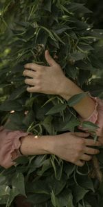 Leaves,Miscellanea,Miscellaneous,Branches,Hands,Embrace