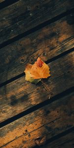 Leaves,Miscellanea,Miscellaneous,Wood,Planks,Wooden,Board,Autumn