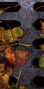 Leaves,Mud,Dirt,Dampness,Lattice,Trellis,Iron,Nature,Autumn