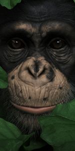 Animaux,Feuilles,Museau,Muselière,Un Singe,Singe,Portrait,3D