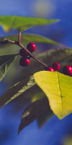 Leaves,Nature,Berries,Branch