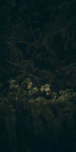 Leaves,Needle,Macro,Branches,Spruce,Fir