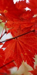 Feuilles,Objets