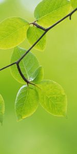 Feuilles,Objets