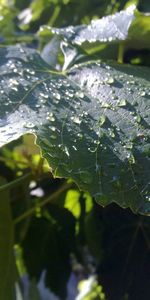 Feuilles,Objets