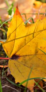 Leaves,Objects