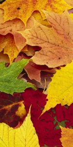 Feuilles,Objets