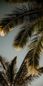 Feuilles,Branches,Branche,Nature,Paume