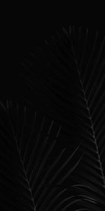 Leaves,Palm,Branches,Bw,Chb