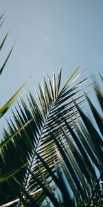 Feuilles,Planter,Branches,Plante,Nature,Paume