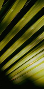 Leaves,Palm,Macro