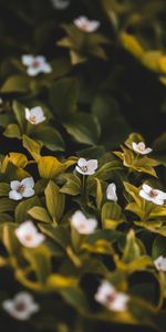 Leaves,Petals,Bloom,Flowering,Flowers