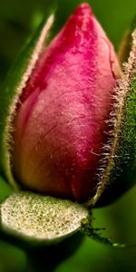 Leaves,Pink,Flower,Macro