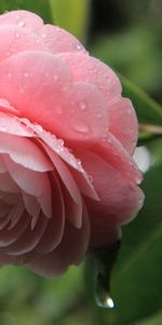 Leaves,Pink,Macro,Petals,Camellia,Drops,Flower