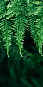 Feuilles,Planter,Lisse,Se Concentrer,Nature,Plante,Foyer,Fougère,Flou