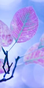 Leaves,Plant,Light,Light Coloured,Macro,Branch