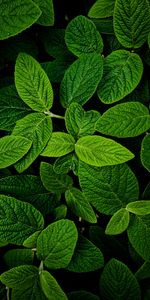 Feuilles,Plante,Planter,Macro