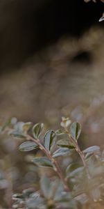 Leaves,Plant,Macro,Blur,Smooth,Veins