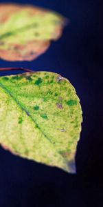 Feuilles,Plante,Planter,Macro,Branche