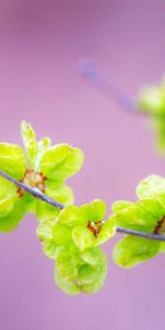 Planter,Macro,Branche,Feuilles,Plante,Contexte