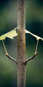 Feuilles,Plante,Planter,Macro,Branche,Contexte,Sombre