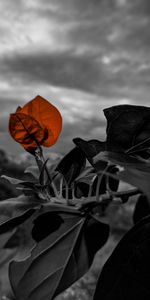 Leaves,Plant,Macro,Branch,Bw,Chb