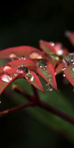 Leaves,Plant,Macro,Branch,Drops