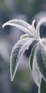 Leaves,Plant,Macro,Branch,Frost,Hoarfrost,Cold