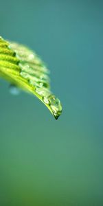 Leaves,Plant,Macro,Branch,Greased,Smeared