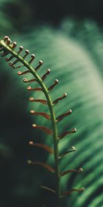 Leaves,Plant,Macro,Branch,Tropical,Fern