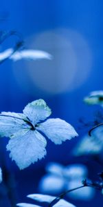 Feuilles,Plante,Planter,Macro,Illumination,Branches,Éclairage,Contexte