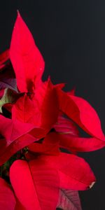 Leaves,Plant,Macro,Bright,Poinsettia,Exotic