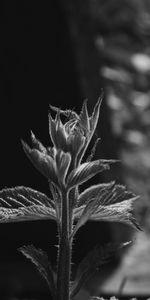 Leaves,Plant,Macro,Bw,Stalk,Stem,Sprout,Chb