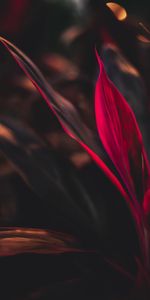 Feuilles,Plante,Planter,Cordilina,Cordilina |,Macro