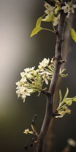 Plante,Planter,Branche,Macro,Feuilles,Sombre