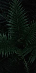 Leaves,Plant,Macro,Dark,Fern