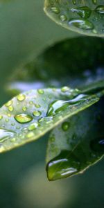 Leaves,Plant,Macro,Drops