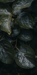 Feuilles,Plante,Planter,Macro,Drops,Sombre