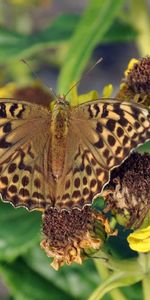 Leaves,Plant,Macro,Dry,Flower,Butterfly