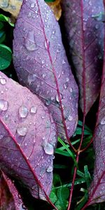 Planter,Macro,Tombé,Feuilles,Déchu,Drops,Plante,Automne