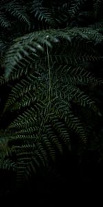 Leaves,Plant,Macro,Fern