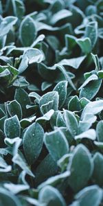 Leaves,Plant,Macro,Frost,Hoarfrost,Drops