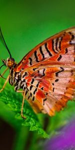 Hojas,Patrones,Macro,Planta,Mariposa