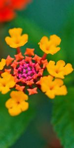 Flores,Hojas,Macro,Pétalos,Planta