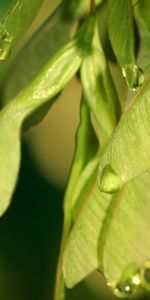 Hojas,Drops,Macro,Semillas,Semilla,Planta