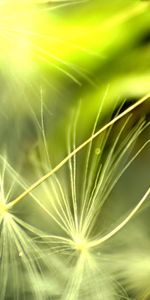 Leaves,Plant,Macro,Shine,Light,Dandelion