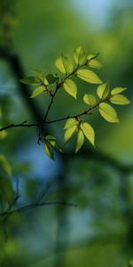 Leaves,Plant,Macro,Shine,Light,Faded