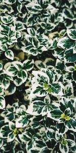 Feuilles,Plante,Planter,À Pois,Boutonneux,Macro,Buisson