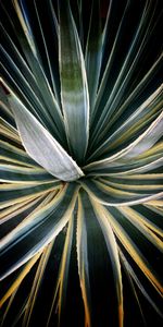 Leaves,Plant,Macro,Streaks,Succulent,Stripes